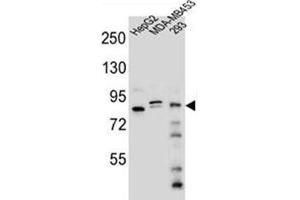 Western blot analysis of KIAA1310 Antibody (Center) in HepG2, MDA-MB453, 293 cell line lysates (35ug/lane). (KANSL3 抗体  (Middle Region))