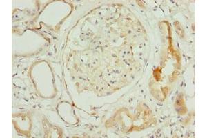 Immunohistochemistry of paraffin-embedded human kidney tissue using ABIN7154806 at dilution of 1:100 (rRNA 2'-O-Methyltransferase Fibrillarin (FBL) (AA 1-64) 抗体)