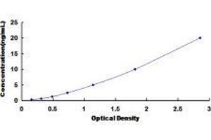 ELISA image for Toll-Like Receptor 8 (TLR8) ELISA Kit (ABIN415127)