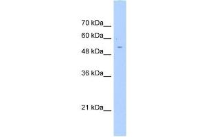 AGXT2L2 antibody used at 0. (AGXT2L2 抗体  (C-Term))