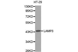 Western blot analysis of extracts of HT-29 cell line, using LAMP3 antibody.
