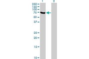 Western Blot analysis of NDUFV1 expression in transfected 293T cell line by NDUFV1 MaxPab polyclonal antibody.