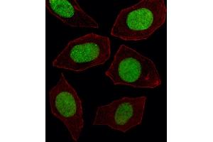 Fluorescent image of  cell stained with EN1 Antibody (N-term) (ABIN391430 and ABIN2841422). (EN1 抗体  (N-Term))