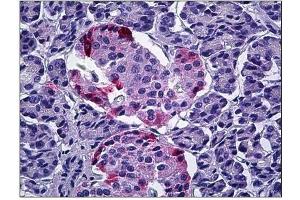 Human Pancreas: Formalin-Fixed, Paraffin-Embedded (FFPE) (PPY 抗体  (Internal Region))