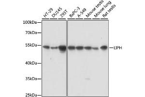 Western blot analysis of extracts of various cell lines, using LIPH antibody. (LIPH 抗体)