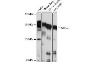 Western blot analysis of extracts of various cell lines, using WWC1 Rabbit pAb (ABIN7271388) at 1:1000 dilution. (WWC1 抗体  (AA 950-1050))