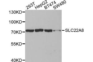 Western blot analysis of extracts of various cell lines, using SLC22A8 antibody (ABIN5971597) at 1:400 dilution. (SLC22A8 抗体)