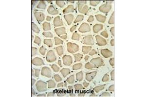 PGP Antibody (N-term) (ABIN653810 and ABIN2843085) IHC analysis in formalin fixed and paraffin embedded skeletal muscle followed by peroxidase conjugation of the secondary antibody and DAB staining. (PGP 抗体  (N-Term))