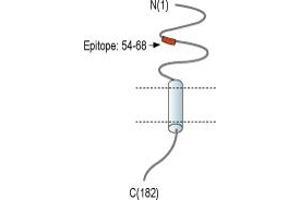 anti-Receptor (G Protein-Coupled) Activity Modifying Protein 2 (RAMP2) (AA 54-68), (Extracellular), (N-Term) antibody