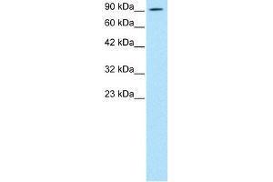 WB Suggested Anti-AEBP1 Antibody Titration: 0. (AEBP1 抗体  (N-Term))