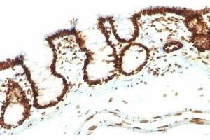 Image no. 1 for anti-Nuclear Antigen antibody (ABIN3023839) (Nuclear Antigen 抗体)