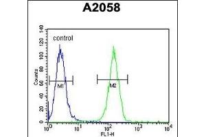 anti-X-Ray Repair Complementing Defective Repair in Chinese Hamster Cells 6 (XRCC6) (AA 521-548), (C-Term) antibody