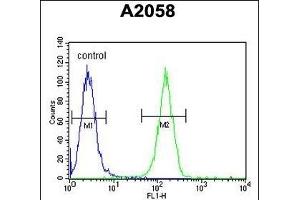 XRCC6 Antibody (C-term) (ABIN651280 and ABIN2840167) flow cytometric analysis of  cells (right histogram) compared to a negative control cell (left histogram). (XRCC6 抗体  (C-Term))