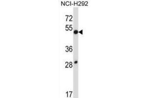 Western Blotting (WB) image for anti-Dual Specificity Phosphatase 9 (DUSP9) antibody (ABIN2997604) (DUSP9 抗体)
