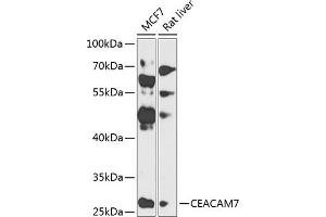 Western blot analysis of extracts of various cell lines, using CE antibody (ABIN6130098, ABIN6138378, ABIN6138379 and ABIN6224138) at 1:1000 dilution. (CEACAM7 抗体  (AA 36-242))