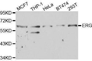 Western blot analysis of extracts of various cell lines, using ERG antibody. (ERG 抗体)