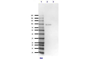 Western Blot of Goat Anti-GRK2 Antibody Western Blot of Goat Anti-GRK2 Antibody. (GRK2 抗体  (C-Term))