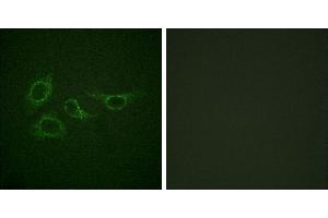 Peptide - +Immunofluorescence analysis of HepG2 cells, using Calmodulin (Ab-79/81) antibody. (Calmodulin 1 抗体  (Ser81, Thr79))