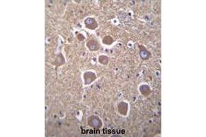 TUBB2B Antibody (N-term) immunohistochemistry analysis in formalin fixed and paraffin embedded human brain tissue followed by peroxidase conjugation of the secondary antibody and DAB staining. (TUBB2B 抗体  (N-Term))