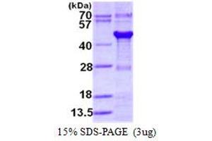 Image no. 1 for GPN-Loop GTPase 1 (GPN1) protein (His tag) (ABIN1098319) (GPN1 Protein (His tag))