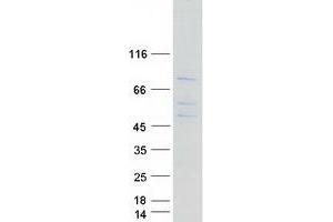 Western Blotting (WB) image for Origin Recognition Complex Subunit 2 (ORC2) protein (Myc-DYKDDDDK Tag) (ABIN2727927)