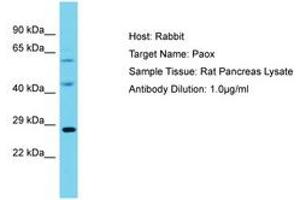 Image no. 1 for anti-Polyamine Oxidase (Exo-N4-Amino) (PAOX) (AA 101-150) antibody (ABIN6750341) (PAOX 抗体  (AA 101-150))