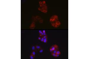 Immunofluorescence analysis of HepG2 cells using  Rabbit pAb (ABIN3021494, ABIN3021495, ABIN3021496 and ABIN6215152) at dilution of 1:100 (40x lens). (APOA1 抗体  (AA 20-267))