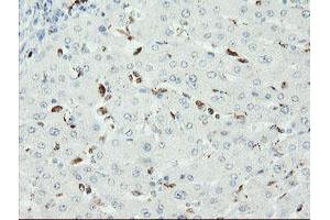 Image no. 4 for anti-SUMO1/sentrin/SMT3 Specific Peptidase 2 (SENP2) (AA 139-523) antibody (ABIN1490924) (SENP2 抗体  (AA 139-523))