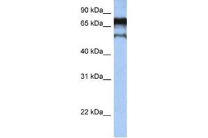 Western Blotting (WB) image for anti-Zinc Finger Protein 780B (ZNF780B) antibody (ABIN2459395) (ZNF780B 抗体)