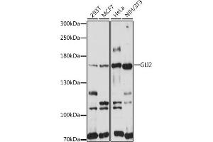 Western blot analysis of extracts of various cell lines, using GLI2 antibody (ABIN7267384) at 1:1000 dilution. (GLI2 抗体)