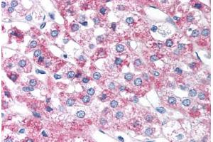 Human Adrenal (formalin-fixed, paraffin-embedded) stained with FOXD3 antibody ABIN214753 at 5 ug/ml followed by biotinylated goat anti-rabbit IgG secondary antibody ABIN481713, alkaline phosphatase-streptavidin and chromogen. (FOXD3 抗体  (AA 257-306))
