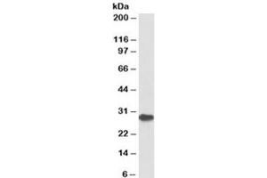 Western blot testing of bone marrow lysate with PDCD1 antibody at 1ug/ml. (PD-1 抗体)