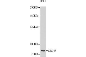 Western blot analysis of extracts of HeLa cells, using CD248 antibody (ABIN6292678) at 1:3000 dilution. (CD248 抗体)