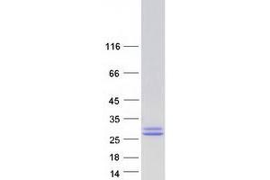 Western Blotting (WB) image for Cardiotrophin-Like Cytokine Factor 1 (CLCF1) (Transcript Variant 2) protein (Myc-DYKDDDDK Tag) (ABIN2712861)