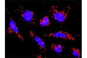 Proximity Ligation Assay (PLA) image for anti-Activin A Receptor, Type IB (ACVR1B) (AA 24-126) antibody (ABIN559768)
