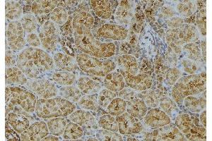 ABIN6272984 at 1/100 staining Mouse kidney tissue by IHC-P. (UGT2B7 抗体)