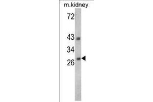 Image no. 1 for anti-Endonuclease G (ENDOG) (C-Term) antibody (ABIN452960)