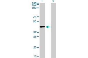 Western Blot analysis of C5R1 expression in transfected 293T cell line by C5R1 monoclonal antibody (M02), clone 4E2. (C5AR1 抗体  (AA 1-350))