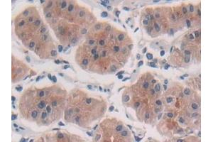 Immunohistochemistry (IHC) image for anti-Interleukin 10 (IL10) (AA 19-178) antibody (ABIN7442330)