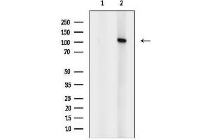 Western blot analysis of lysates from MCF7, using ADAM19 Antibody.