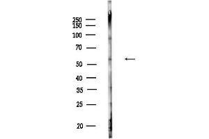 anti-G Protein-Coupled Receptor 37 Like 1 (GPR37L1) (N-Term) antibody