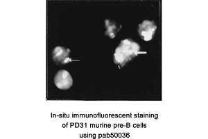 Image no. 1 for anti-Nucleolin (NCL) (AA 284-709) antibody (ABIN363345)