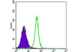 FC analysis of K562 cells using HK2 antibody (green) and negative control (purple). (Hexokinase 2 抗体)