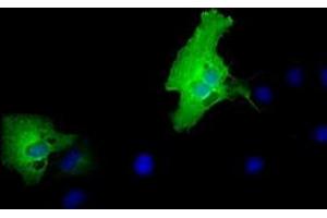 Anti-MPP3 mouse monoclonal antibody (ABIN2453326) immunofluorescent staining of COS7 cells transiently transfected by pCMV6-ENTRY MPP3 (RC208903). (MPP3 抗体)