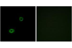 Immunofluorescence analysis of A549 cells, using MRGX4 Antibody. (MRGPRX4 抗体  (AA 271-320))