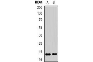 Western blot analysis of TCEAL1 expression in HepG2 (A), Hela (B) whole cell lysates. (TCEAL1 抗体)