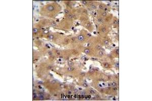 PHF12 Antibody (C-term) (ABIN655082 and ABIN2844716) immunohistochemistry analysis in formalin fixed and paraffin embedded human liver tissue followed by peroxidase conjugation of the secondary antibody and DAB staining. (PHF12 抗体  (C-Term))