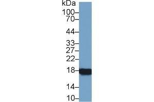 Western Blot; Sample: Rat Ovary lysate; Primary Ab: 1µg/ml Rabbit Anti-Rat CYPA Antibody Second Ab: 0. (PPIA 抗体  (AA 2-164))