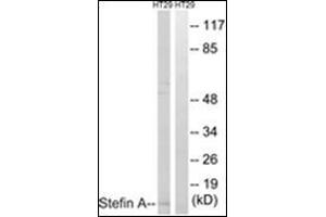 Western blot analysis of extracts from HT29 cells, using Stefin A Antibody . (CSTA 抗体  (Internal Region))