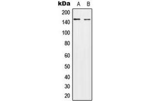 Western blot analysis of HECW2 expression in A549 (A), NIH3T3 (B) whole cell lysates. (HECW2 抗体  (Center))